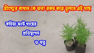 কচিয়া ঝাউ গাছের প্রতিস্থাপন ও যত্ন  ২০২৩ || Kochia jhau plants reporting and care 2023