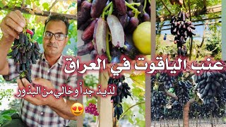 زراعة عنب الياقوت في العراق 🇮🇶 بابل الطعم روعة وبدون بذور العراق ارض الخيرات