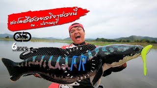 ชะโดยักษ์เล่นจนคันหัก#6ZAX fishing snakehead #ตกปลาชะโด เขื่อน ปราณบุรี