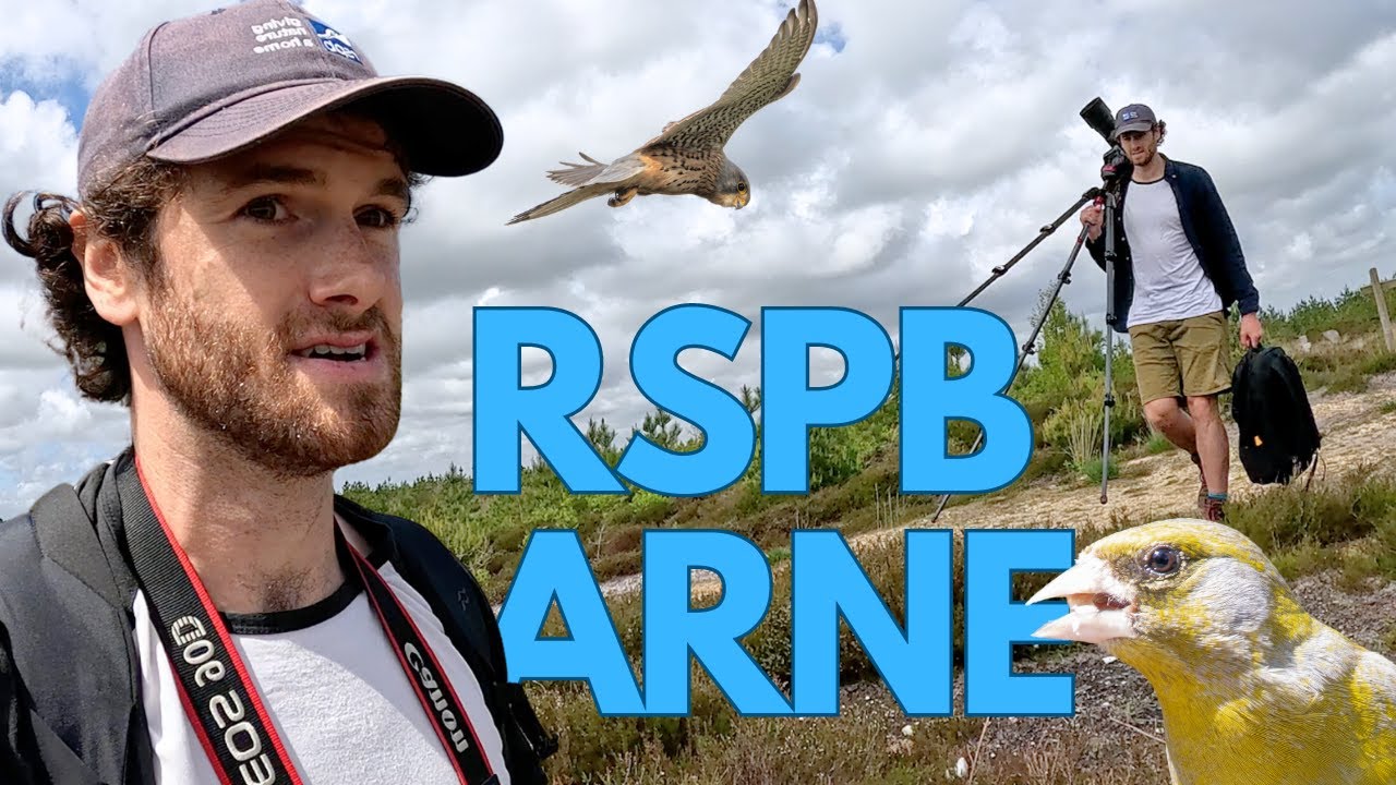 Birdwatching At Rspb Arne Youtube