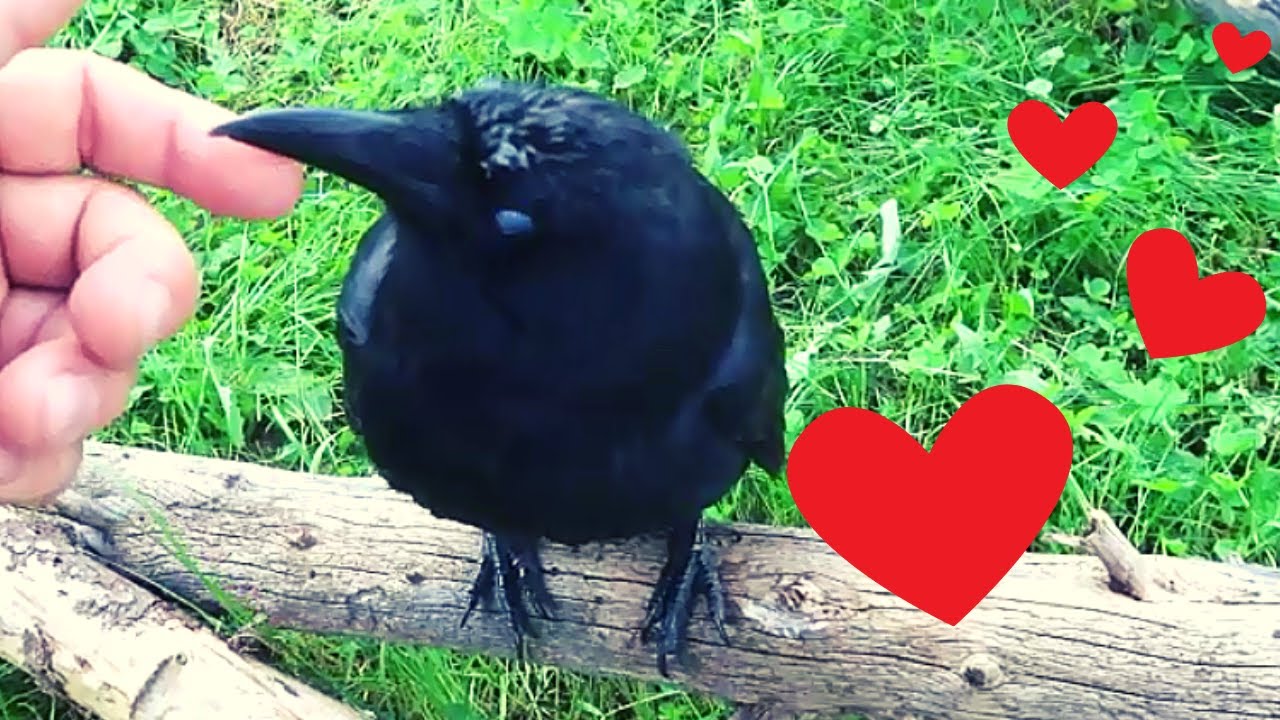 Crows Love This Youtube