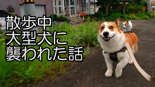 Corgi Kotaro's walk.