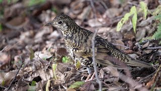 権現山のトラツグミ　その１０２（4K60P動画）