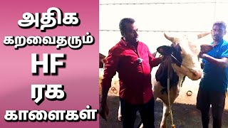 அதிக கறவை திறன்தரும் HF காளைகள் விற்பனைக்கு/HF  bull video/bull.