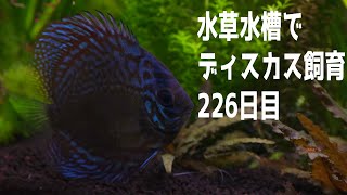 5㎝のディスカス飼育して226日 水草水槽でもスクスク育つ