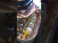 i bought a cheap egg incubator off of amazon.