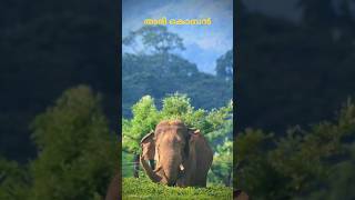 അരി കൊമ്പൻ | Chinnakanal | Idukki | Arikomban #keralaforest #arikomban #keralaelephants #idukki