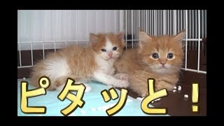 【猫好き】ピタッと！（サイベリアン）《funny cats》