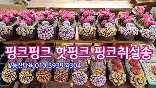 핑크핑크 핫핑크 핑크취설송이 꽃신을 신고 왔어요🌸 꽃동산다육 010 3939 4304 전국택배가능 유료광고포함