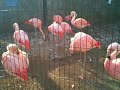 チリーフラミンゴ（chilean flamingo）・川崎市立 夢見ヶ崎動物公園