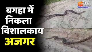 Bihar News : बगहा के रिहाइशी इलाके में निकला विशालकाय अजगर | Bagaha | Champaran | Valmikinagar