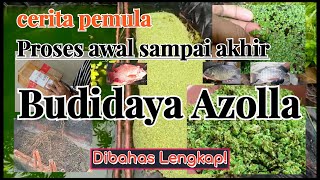 Cara Budidaya Azolla Dari Awal Sampai Akhir Tahapan | Budidaya Azolla Lahan Sempit