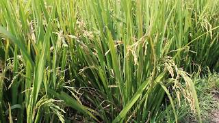 முற்றிய நெல் மணிகள்.. Well grown Paddy... nel manigal...