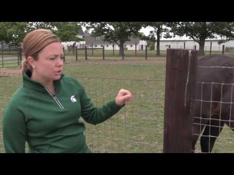 Pros and Cons of No Climb Mesh Fencing Pros and Cons of No Climb Mesh Fencing