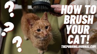 How to Brush Your Cat and Why You Should (Featuring Advice from Jackson Galaxy)