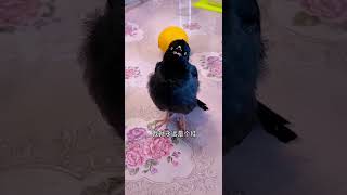 #夏日萌有季 #年轻人的活法 #快手光合计划助我上热门 #cutebird #birds