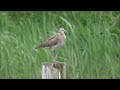 2014.5.6 チュウシャクシギ whimbrel