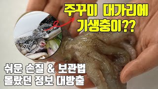 쭈꾸미 꼭 알아야 할 3가지 기생충, 금테(원산지), 주꾸미 손질 정보 공유