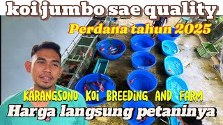 Koi jumboan kualitas seperti ini bisa rebutan ini‼️harga langsung petaninya‼️Karangsono blitar