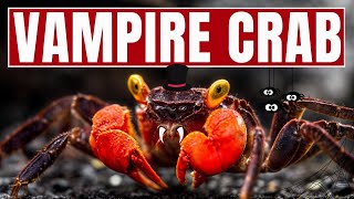 Vampire Crab Care Made EASY