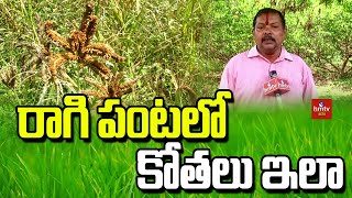 రాగి పంటలో కోతలు ఇలా | Ragi Crop Harvests | hmtv Agri