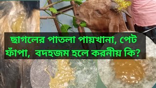 ছাগল, গরুর, ভেড়ার পাতলা পায়খানা, পেট ফাঁপা, বদহজম  হলে করণীয় কি? ছাগলের পাতলা পায়খানা হলে করনীয় কি?