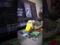 Cute Singing Cockatiel Sings Until His Hooman Stops Working and Play With Him | Tiel Named Loubert