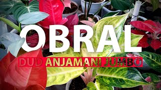 TERMURAH!! EDISI OBRAL AGLONEMA JUMBO TURUN HARGA