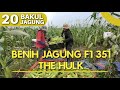 BENIH JAGUNG F1 351 BUAHNYA BANYAK, BESAR DAN MANIS