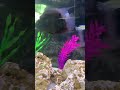 three new fish ￼