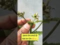 बस लेप कर लो 💪🔥 facts agrigyan plants