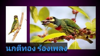 นกตีทอง ร้องเรียกเพื่อน