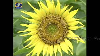 Krishi Programme I Management of sunflower crop I ಸೂರ್ಯಕಾಂತಿ ಬೆಳೆಯ ನಿರ್ವಹಣೆ I 07-11-2022