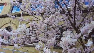 【京都の桜】旧成徳中学校の「春めき（足柄桜）」（2022年3月21日　京都市下京区）