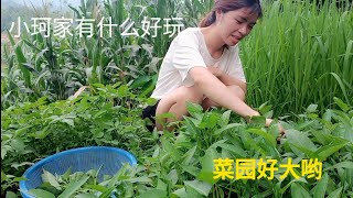 NaNa ||  小珂家有什么好玩？小珂家的菜园好大呀还种了很多水果 |   tới nhà Tiểu Kha chơi có gì vui ?