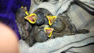 BABY SPARROW Chirping Sound. Hungry , Ready to feed!