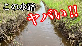 道東素掘り水路でまたまた絶滅危惧種を見つける【ガサガサ】