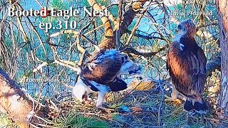 ep.310🦤Booted Eagle Nest／TODOS los Secretos Pollos Águila calzada @DIRECTO NATURA