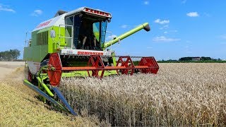 Tarwe oogst bij Mts.V.d.Molen met Claas dominator 98 S in Uithuizermeeden.