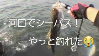 ダイソー！河口でシーバス！やっと釣れた！