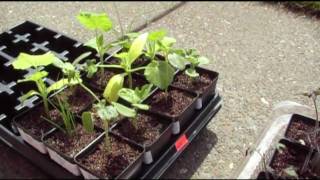 May 1st 2010 garden update.mp4