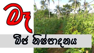 #Mae seed production#departmentofagriculture#මෑ කරල් බිජ නිෂ්පාදනය#agriculture#