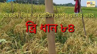 আয়রন, জিঙ্ক ও প্রোটিন সম্পন্ন ধানের জাত ব্রি ধান ৮৪। Iron, Zinc and Protein enriched  BRRI dhan 84