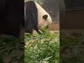 シャオシャオとおやつboxとドヤ顔　 シャオシャオ　 パンダ　 上野動物園　 shorts