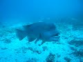 未経験者がダイビングライセンスを伊豆で取得中に巨大人面魚に遭遇！asian sheepshead wrasse