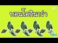 บอนหูช้างด่างขาว vs บอนโอกินาว่า มีลักษณะแตกต่างกันยังไง เกษตรมาริ ep.6