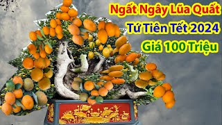 Choáng Váng Ngắm Lũa Quất Tứ Liên Giá 100 Triệu - tet nguyen dan