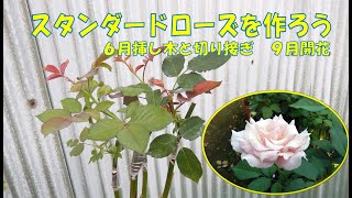 スタンダードローズを作ろう　６月挿し木と切り接ぎ　９月開花