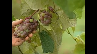 How to Grow Seedless Grapes