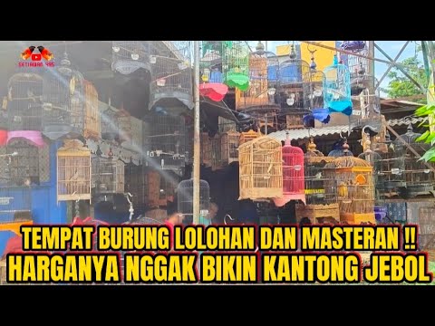 TERNYATA DI SINI HARGA BURUNG TERMURAH !! UPDATE HARGA BURUNG TERBARU ...